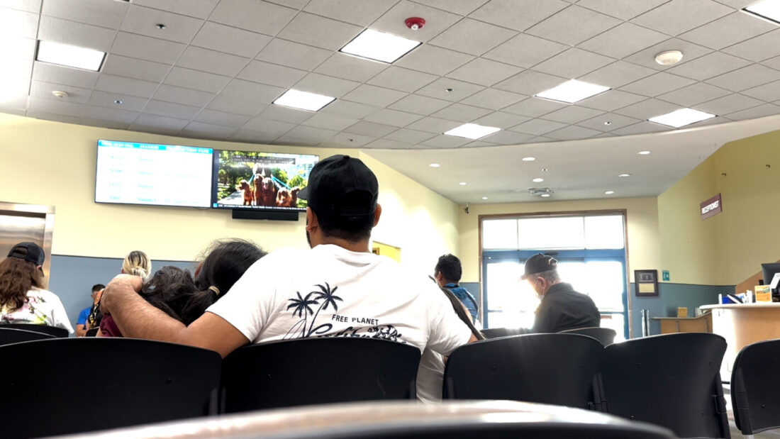 Tax Collector's Staff Prepares for Surge in Driver License Renewals